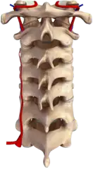 Primary Tumors of the Cervical Spine